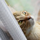 愛猫