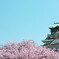 春色大阪城