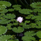 池に浮かぶ一輪の花