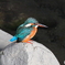 カワセミ♀