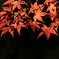 秋を感じて