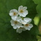 上高地　サンカヨウの花