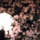 夜桜