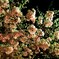 想えし和　寄り添い桜
