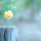 秋薔薇