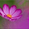 コスモス/ 秋桜