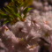 夜桜