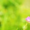 小さな花