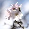 十月桜