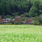蕎麦の花咲くかやぶき集落
