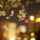 -Yoi-桜