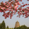 雁塔桜色