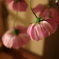 ぽんぽん秋桜