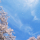 舞桜