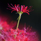 Lycoris
