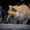 いせねこ