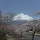 富士桜と富士山