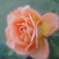 薔薇の肖像