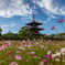 法起寺 コスモス