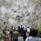 枝垂桜トンネル