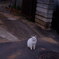 番猫