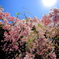 しだれ桜