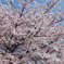 桜満開 #1