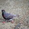 鳩