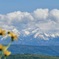 黄色い花と大雪山
