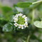 何の花でしょうか？