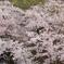 生駒の桜