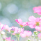 ୨୧  夢かわいぃ … ୨୧