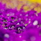 2011041704_K5_MCR100_パンジー