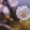2011041701_K5_MCR100_桜