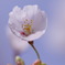 2011041702_K5_MCR100_桜