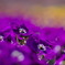 2011041703_K5_MCR100_パンジー