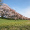 背割堤の桜とたんぽぽ