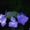 露華