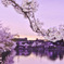 桜の有る風景