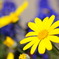 Euryops daisy