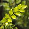 green**
