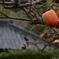 柿のある風景