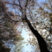 山桜