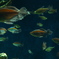 サンシャイン水族館
