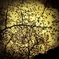 CHERRY BLOSSOM 110415
