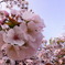 桜風味マリモ（春限定）