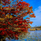 楓燃ゆる湖畔の秋