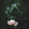 秋薔薇…あきさうび  *°
