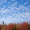 秋の空