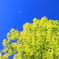 Moon in the autumn sky